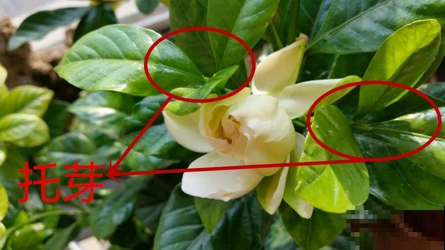 绣球马上剪，下个月就晚了，错过明年不开花