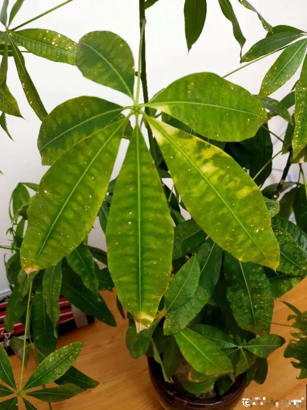 给花喷点杀菌水,叶子斑点全消灭,花越长越旺! 给花喷点杀菌水,叶子斑点全消灭,花越长越旺!