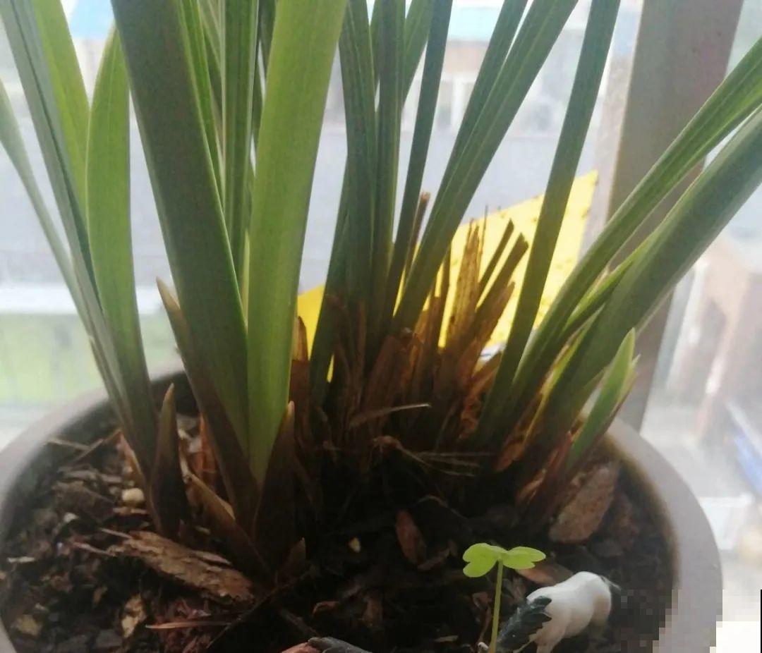 18种难养的花，把握一个点，就能起死回生！