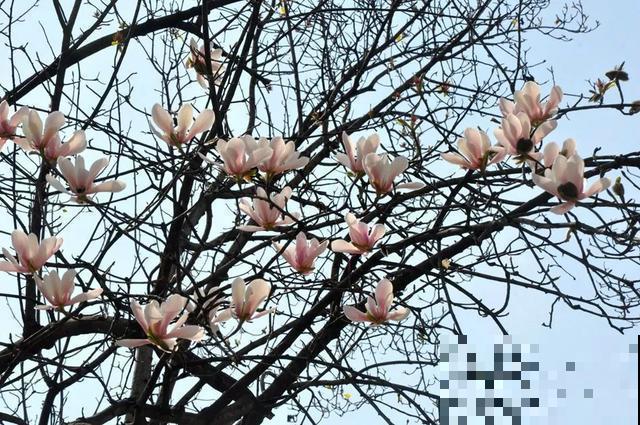 中国8大古树，历经千年不倒，最老一棵4000岁！