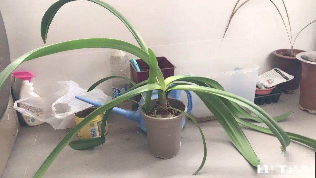 叶子唰啦全剪了，竟然冒出满盆花苞，神奇！