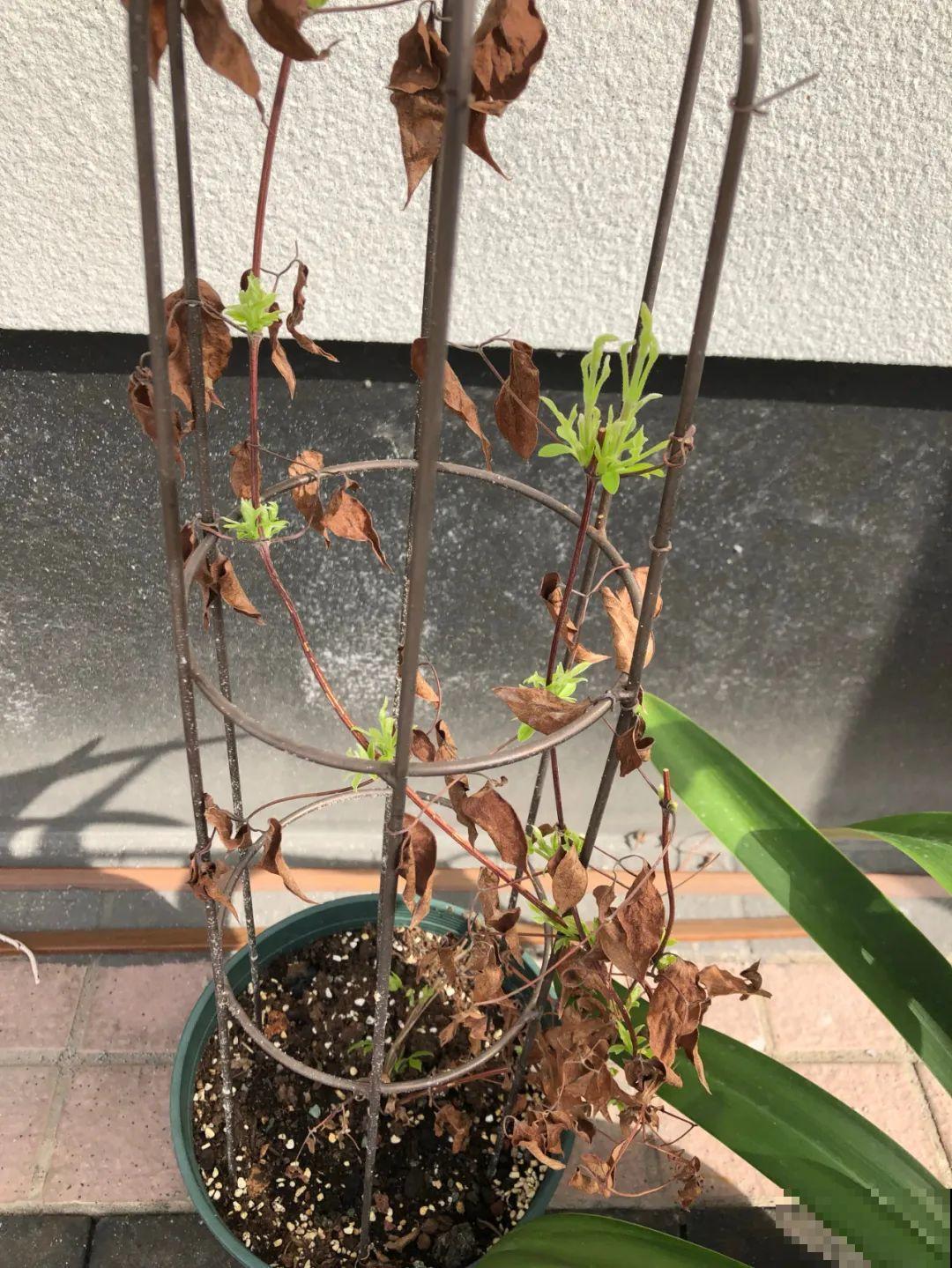 7种花会伪装，夏天会假死，好好养护秋天还能活