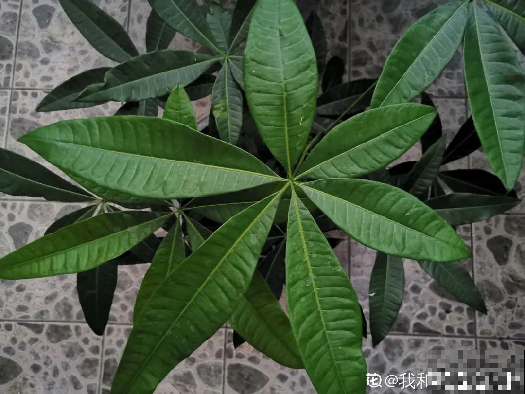 20种花,夏天这么浇水,长得快、开花多! 20种花,夏天这么浇水,长得快、开花多!