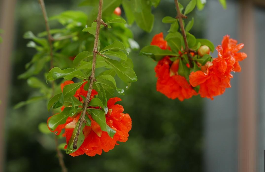 家里种一棵石榴树,开花红红火火,寓意特别好! 家里种一棵石榴树,开花红红火火,寓意特别好!
