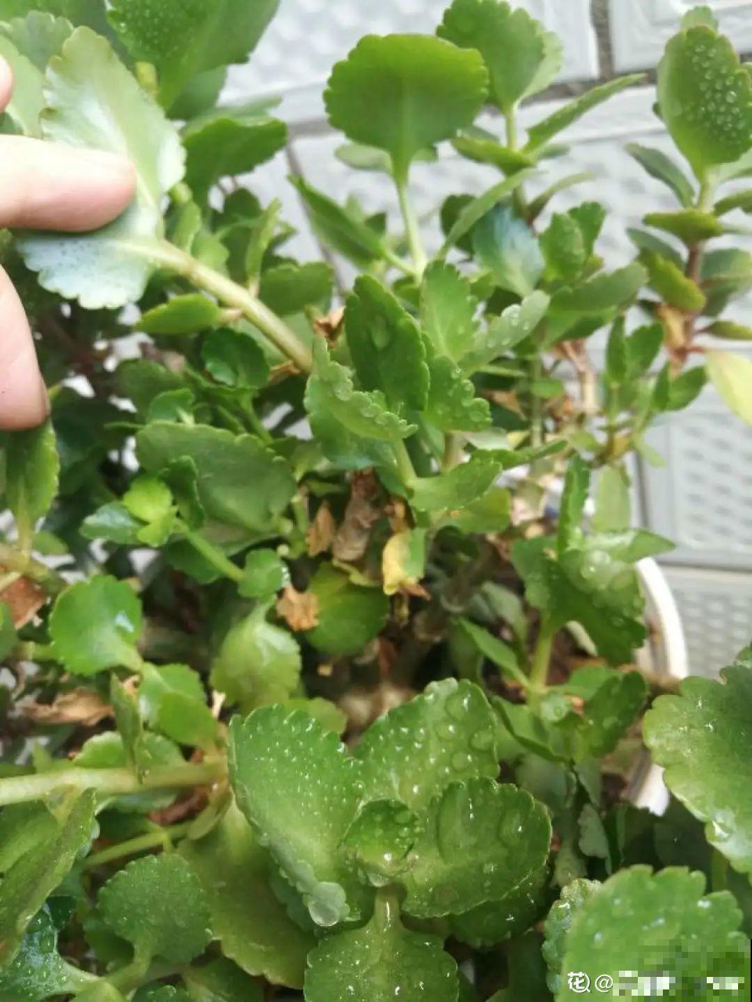 常见8种花，到花期还不开，赶紧剪一刀，花苞嗖嗖冒！
