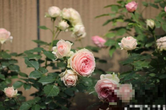 不会判断休眠期，难怪你家的花，夏天总是死！