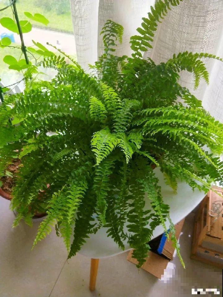 特干净的10种花,天热养一盆,家里特凉快! 特干净的10种花,天热养一盆,家里特凉快!