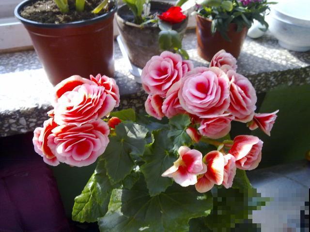 格海棠夏季容易热死,养护需要用心点,小心再也不开花! 格海棠夏季容易热死,养护需要用心点,小心再也不开花!