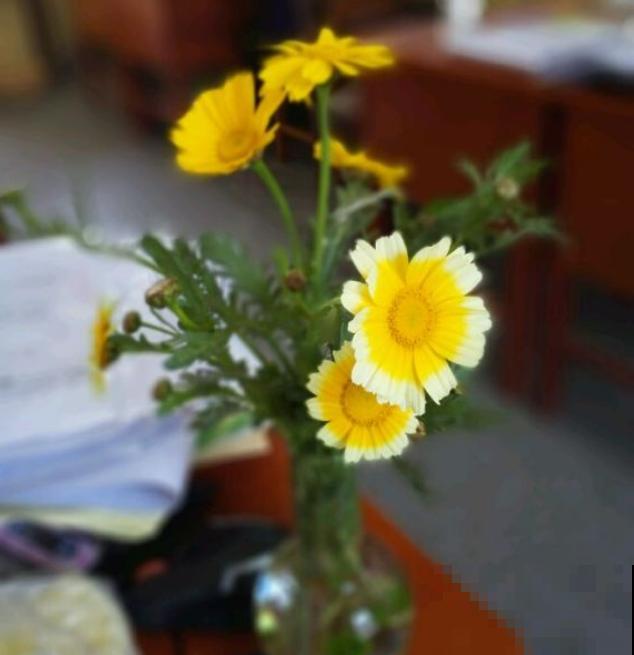 还买什么玛格丽特,种一把茼蒿菜,开花一模一样! 还买什么玛格丽特,种一把茼蒿菜,开花一模一样!