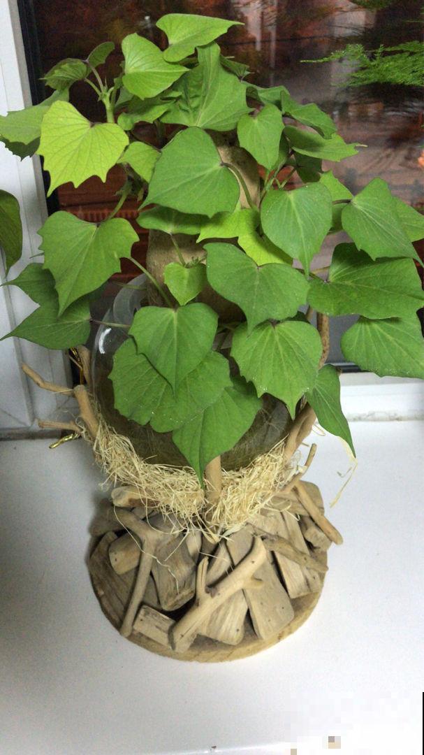 阳台种4种菜,一年四季都能吃,省了不少买菜钱 阳台种4种菜,一年四季都能吃,省了不少买菜钱