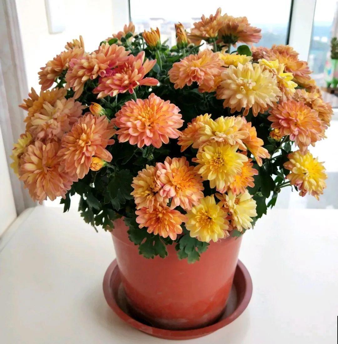 8种花，5月要赶紧修剪，剪完了还能窜新芽