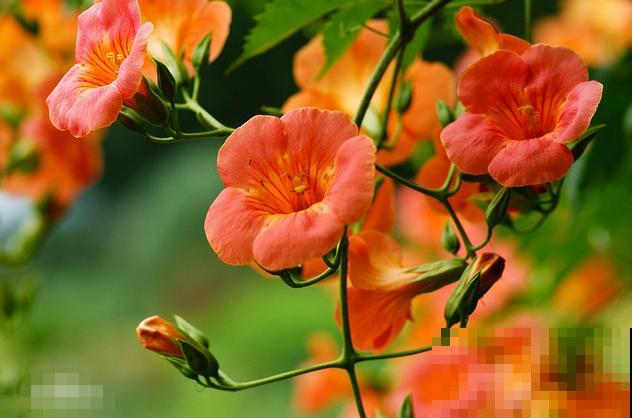 最美的路边花，沾土爬满墙，越热开得越多！