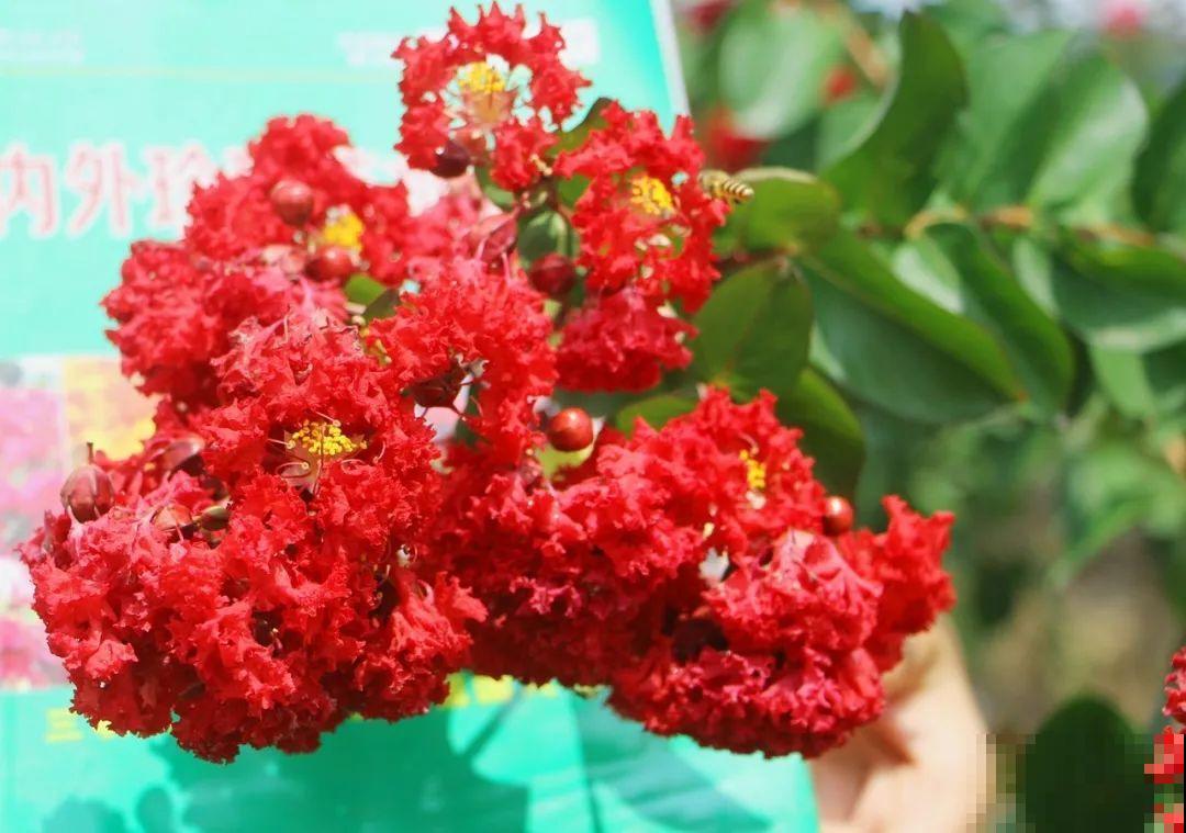 红灿灿的紫薇花，开花就像花串子，越热越开花
