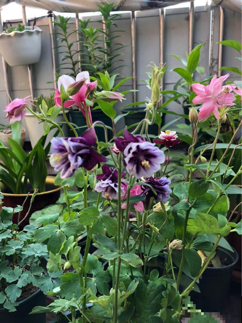 耧斗菜究竟是菜还是花?开花独特迷人眼,现在正是花期! 耧斗菜究竟是菜还是花?开花独特迷人眼,现在正是花期!