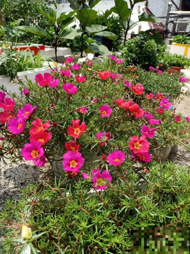 养花就是养心,喜欢什么花就是什么样的人,太准了! 养花就是养心,喜欢什么花就是什么样的人,太准了!