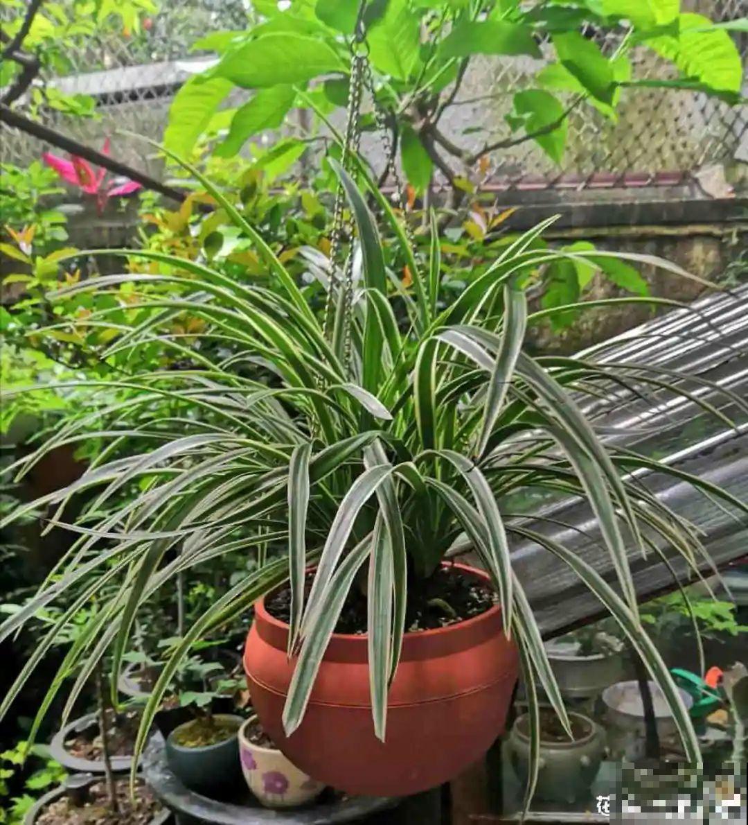 18种最好养的花大盘点，绿萝只能排倒第一！