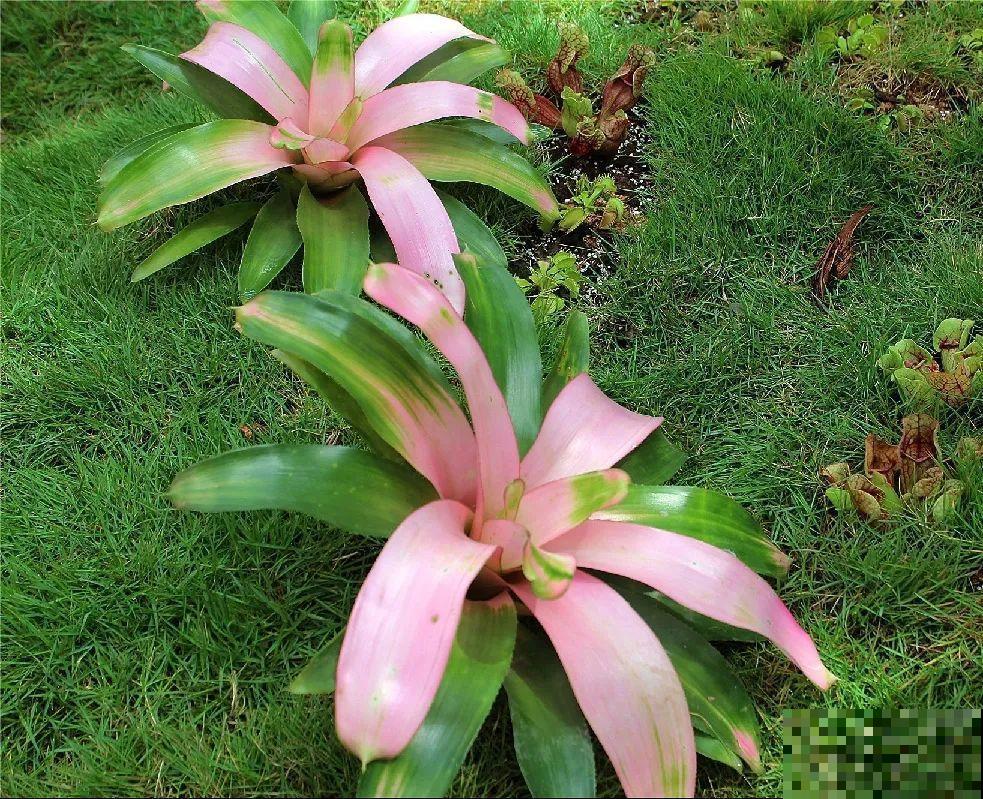 5种能吃蚊虫的花,家里养一盆,蚊子灭光光! 5种能吃蚊虫的花,家里养一盆,蚊子灭光光!