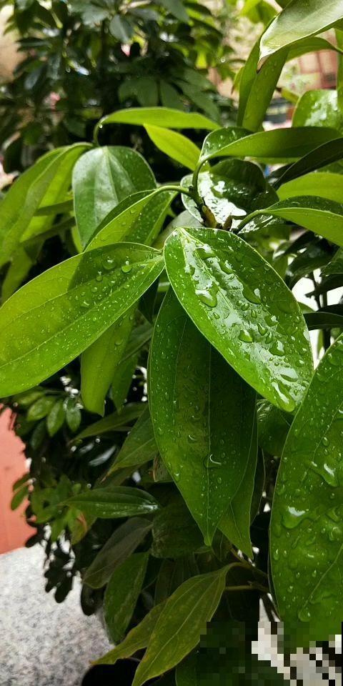 4种养花有毒水，千万别给花浇，赶紧避坑