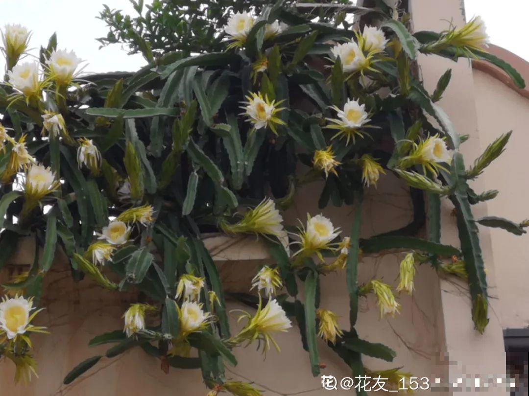 火龙果的叶子长得眼熟，仔细一看竟是蟹爪兰，还能接出甜果子！