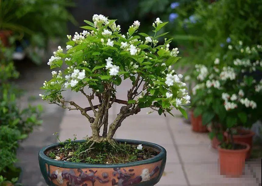 家里这些花适合用小盆，少浇水、控一控，2年就能变老桩！