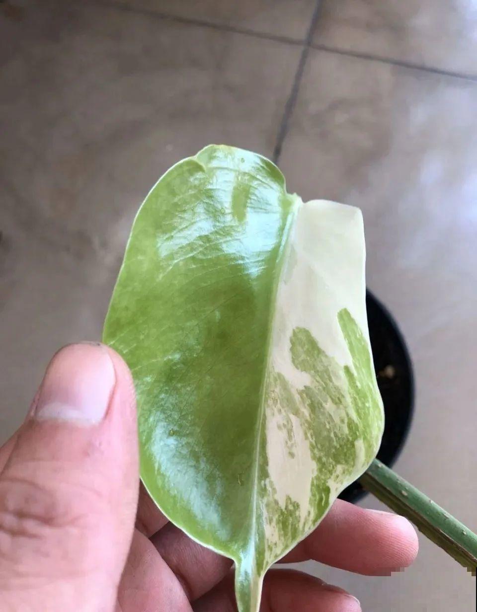 家里的花长出这种叶，千万保护好，特别值钱！