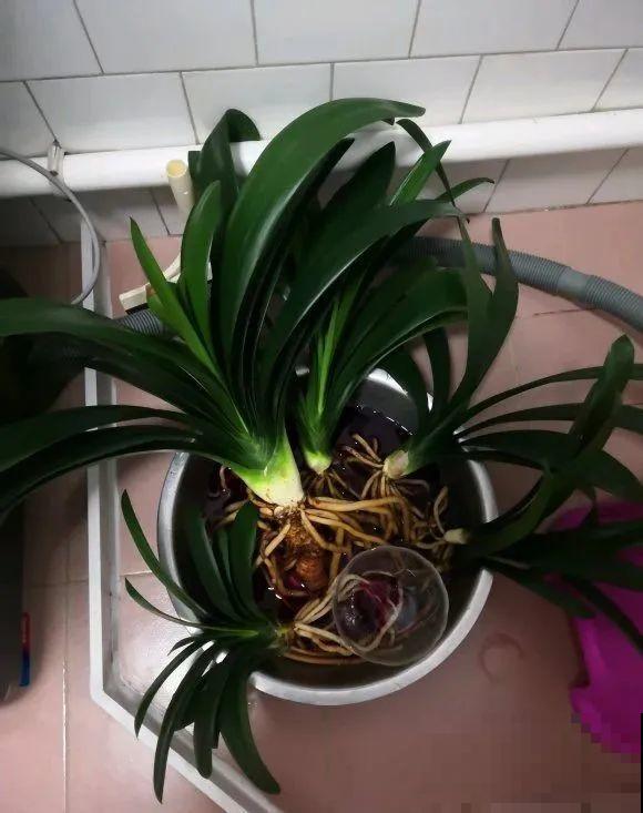 30年的君子兰,长出粗壮大老桩,砍还是不砍? 30年的君子兰,长出粗壮大老桩,砍还是不砍?