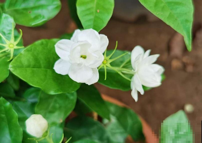 清香好闻的茉莉花,原来有这么多品种,长见识了! 清香好闻的茉莉花,原来有这么多品种,长见识了!