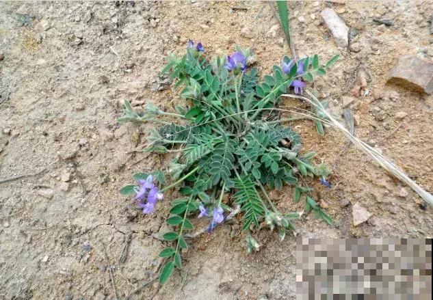 野草名叫米口袋,据说饥荒年代靠它活命,现在喂猪膘大肉肥! 野草名叫米口袋,据说饥荒年代靠它活命,现在喂猪膘大肉肥!
