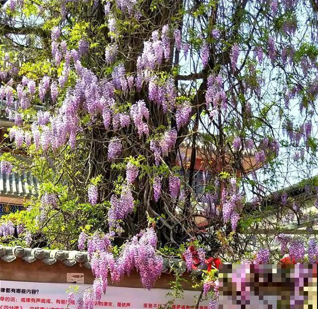 中国8大古树，历经千年不倒，最老一棵4000岁！