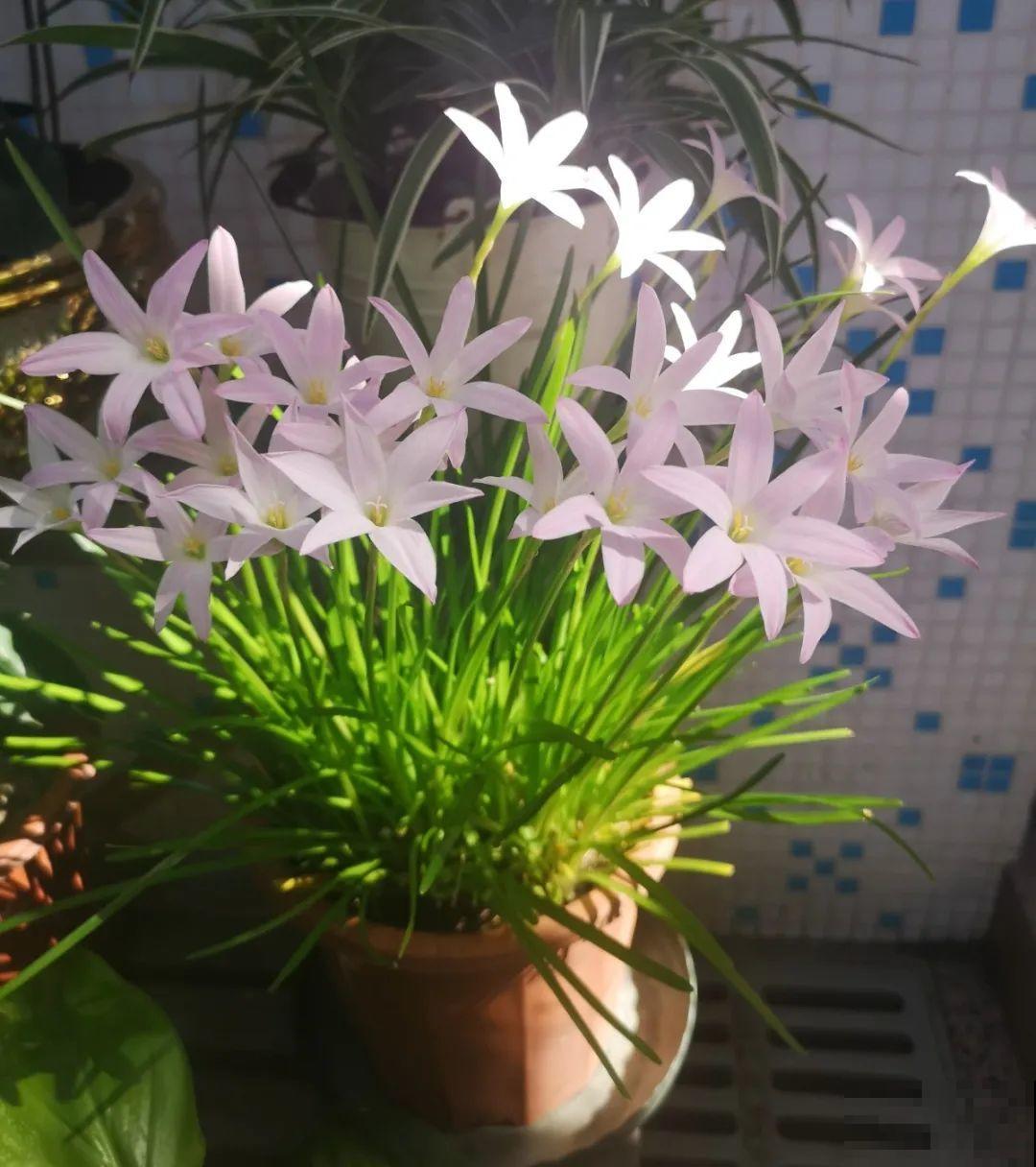 10种花爱淋雨，下雨扔外面，比白菜长的还快！