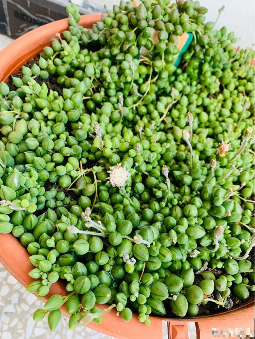 7种花就是饮水机,一天不喝水,叶子全瘪了! 7种花就是饮水机,一天不喝水,叶子全瘪了!