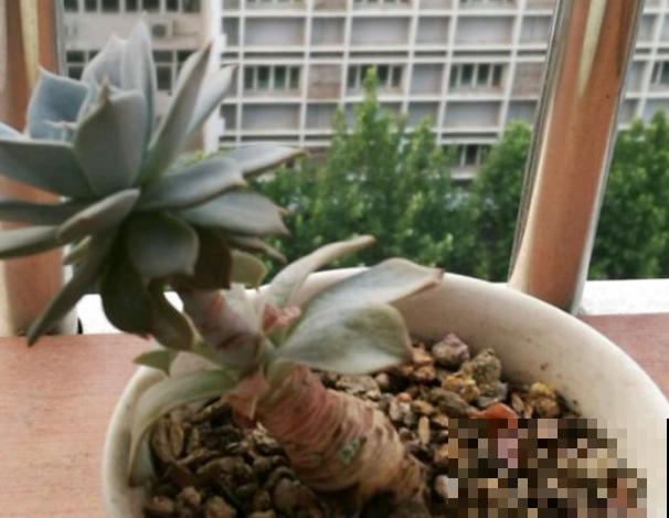新手养花，居然养成这个样子，笑死我了