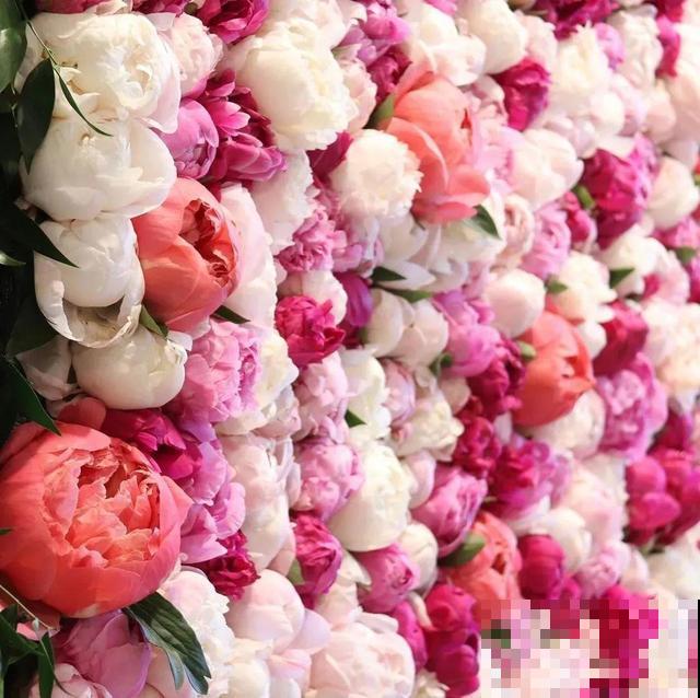 老外培育的芍药花，花苞比鸡蛋大，一朵能开一个月！