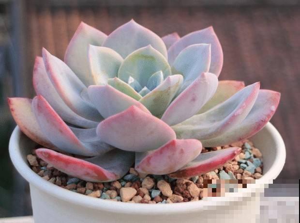 夏天的多肉也漂亮,主要得选对品种,这8种最合适 夏天的多肉也漂亮,主要得选对品种,这8种最合适