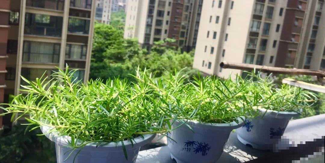 这20种花，晒不死、热不死，天热一直狂开花！