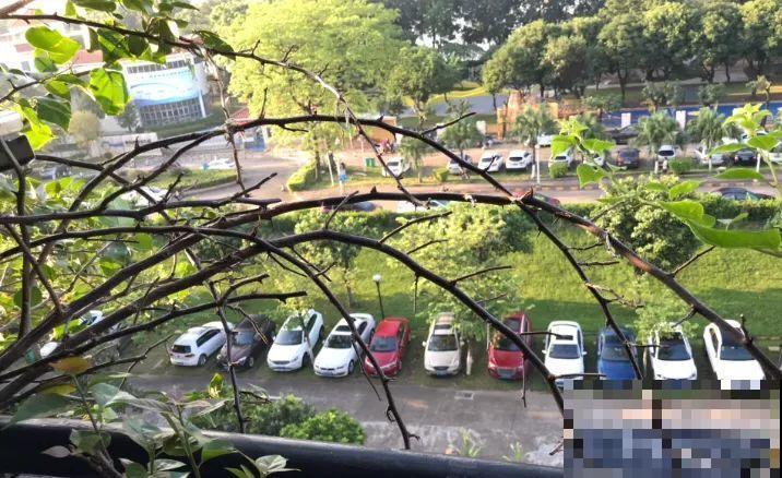 叶子唰啦全剪了，竟然冒出满盆花苞，神奇！