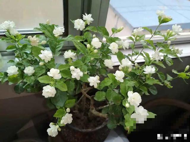 活的“香水花”，开一朵，家里香气飘飘！