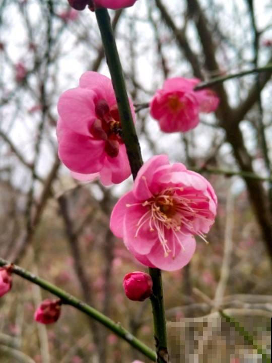 8种花，古代人最爱养，吉祥富贵招好运！