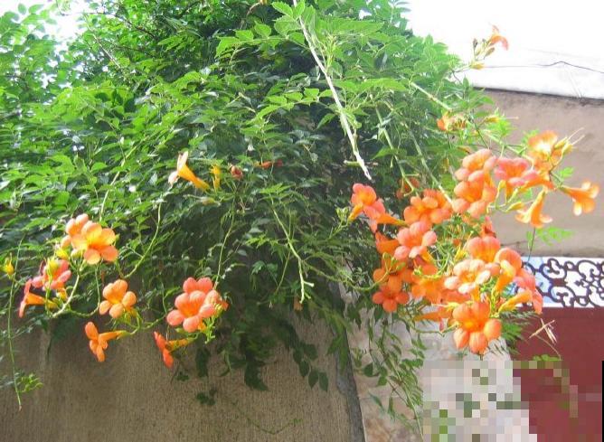 最美的路边花，沾土爬满墙，越热开得越多！