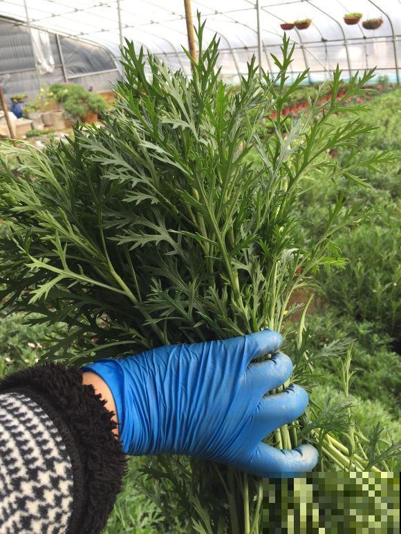 还买什么玛格丽特,种一把茼蒿菜,开花一模一样! 还买什么玛格丽特,种一把茼蒿菜,开花一模一样!