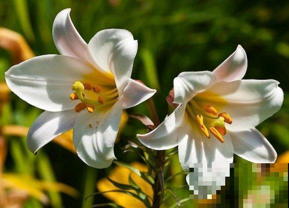 百合花品种那么多,这些中国原生百合,你见过几种? 百合花品种那么多,这些中国原生百合,你见过几种?