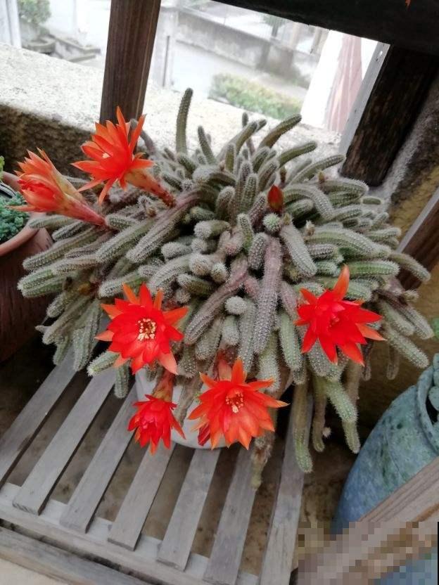 家里养盆“尾巴花”，开花毛茸茸，养一盆太吸睛