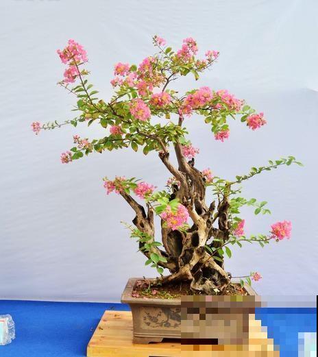 院里种一棵紫薇树,寓意紫气东来,还能驱邪避灾! 院里种一棵紫薇树,寓意紫气东来,还能驱邪避灾!