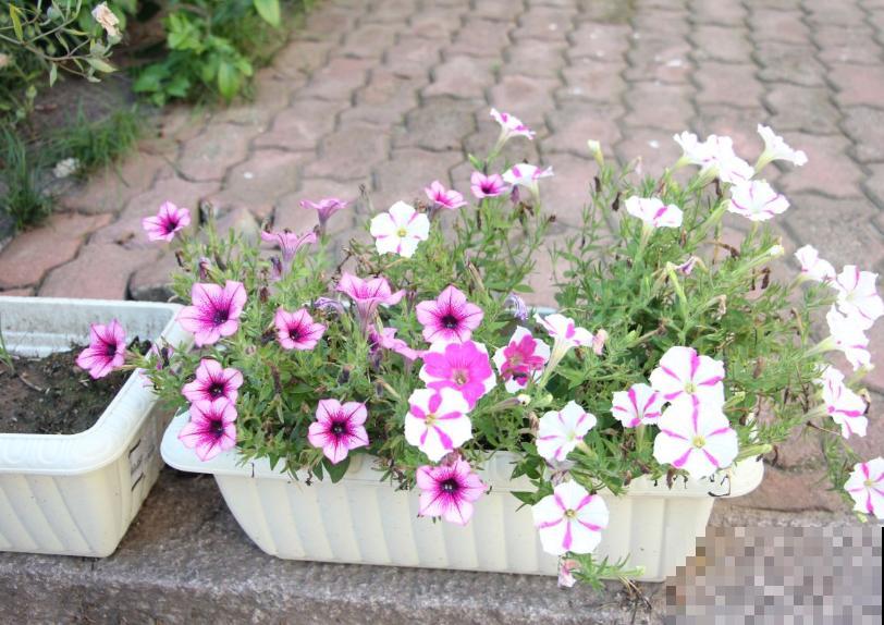 矮牵牛开花后别急着剪,过一阵收获小种子,存起来随时种! 矮牵牛开花后别急着剪,过一阵收获小种子,存起来随时种!