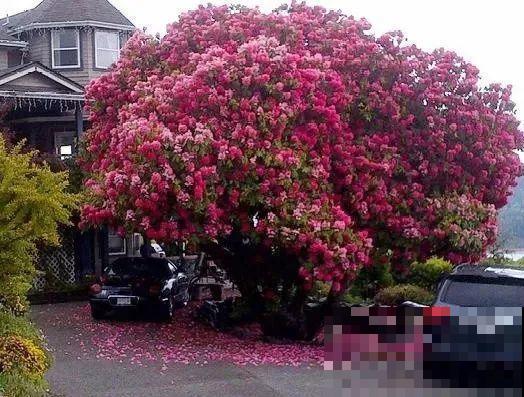 门口养棵大花树,风吹就开花,20年变成传家宝! 门口养棵大花树,风吹就开花,20年变成传家宝!