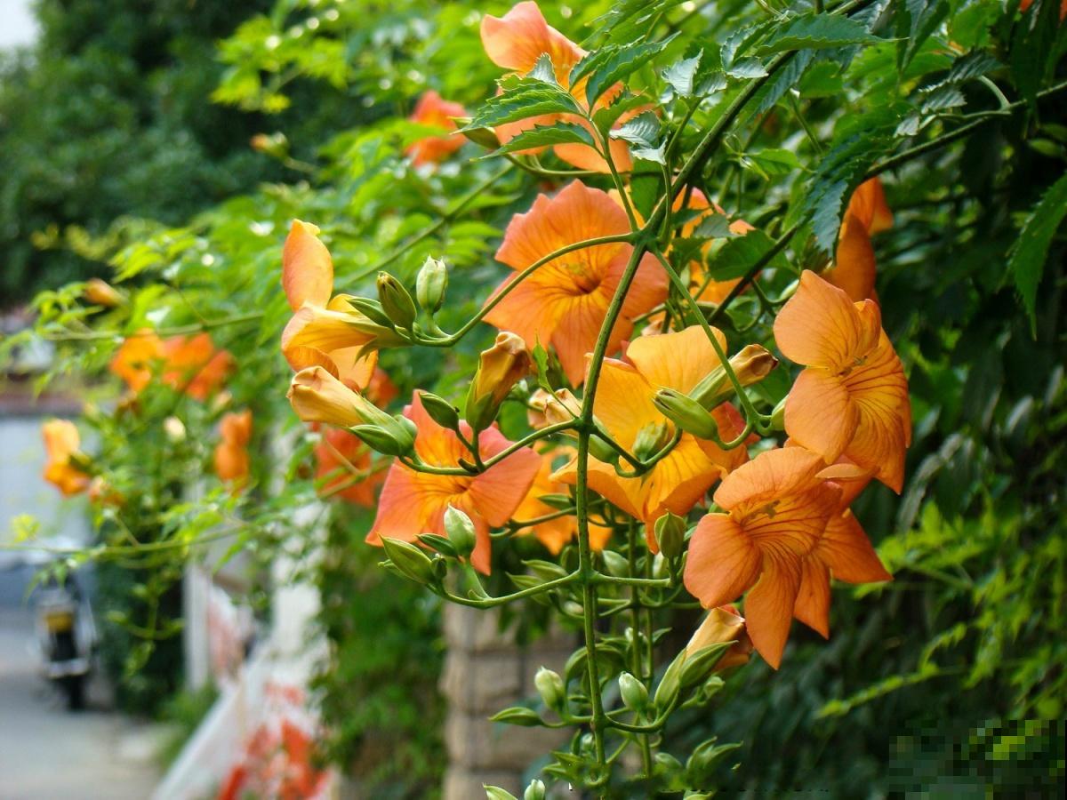 6种“红色”花,一开一大片,疯长起来拦不住! 6种“红色”花,一开一大片,疯长起来拦不住!