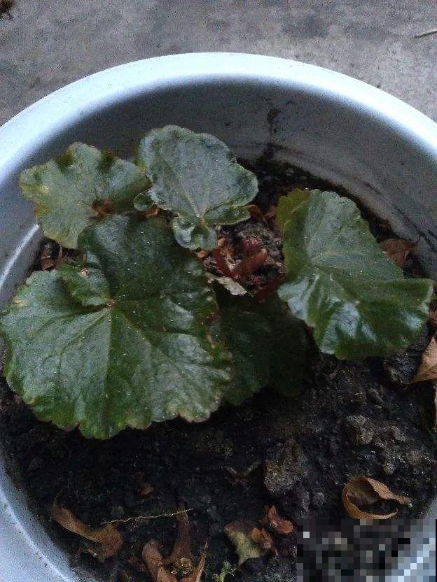 18种难养的花，把握一个点，就能起死回生！