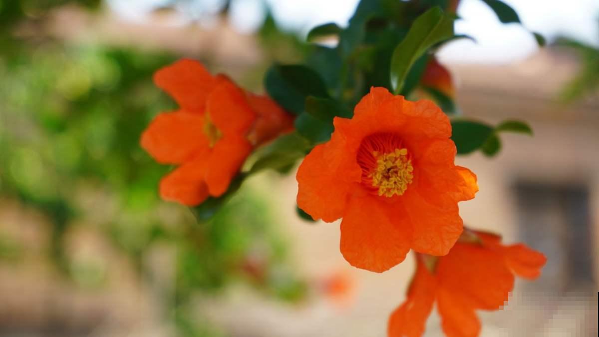 家里种一棵石榴树,开花红红火火,寓意特别好! 家里种一棵石榴树,开花红红火火,寓意特别好!