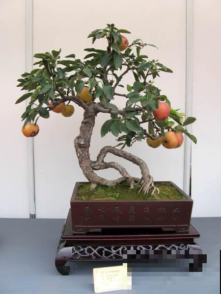 极品水果盆景,黄澄澄的果子挂满枝,太诱人了! 极品水果盆景,黄澄澄的果子挂满枝,太诱人了!