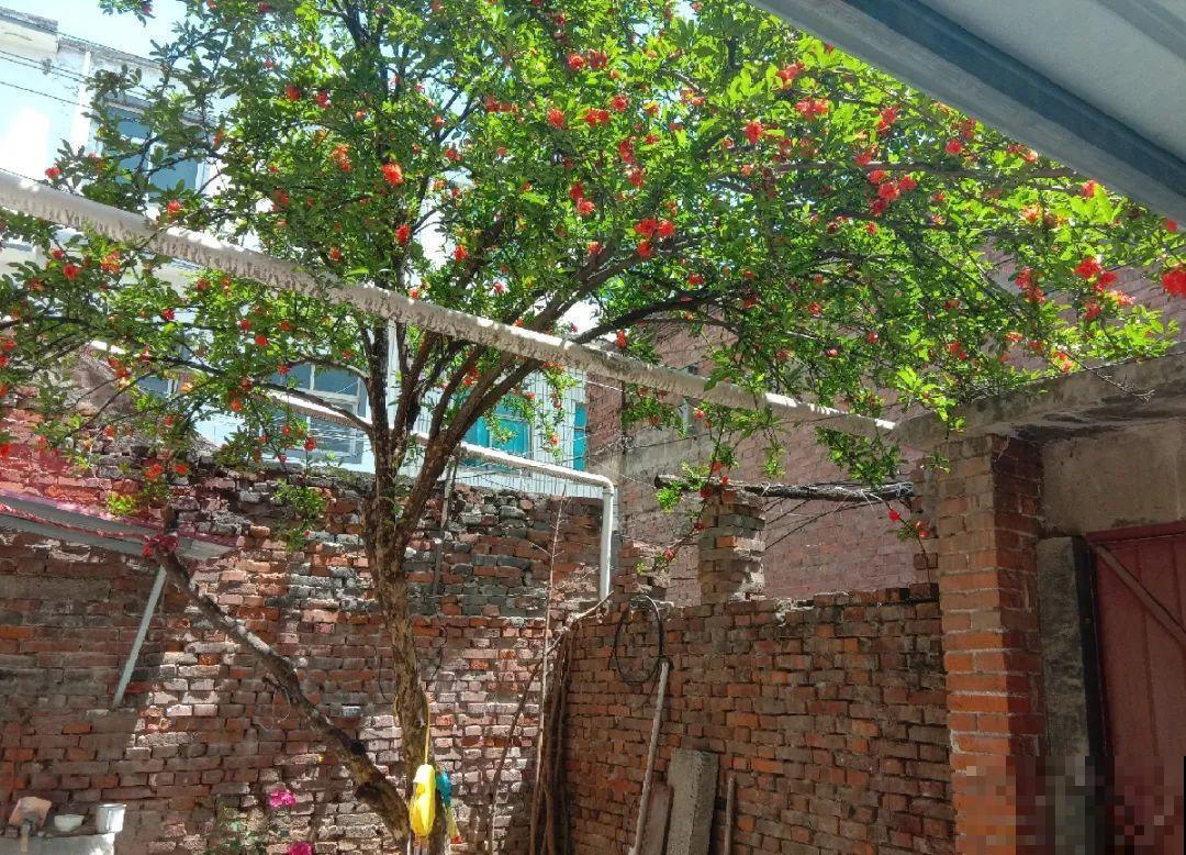 门口养棵大花树,风吹就开花,20年变成传家宝! 门口养棵大花树,风吹就开花,20年变成传家宝!